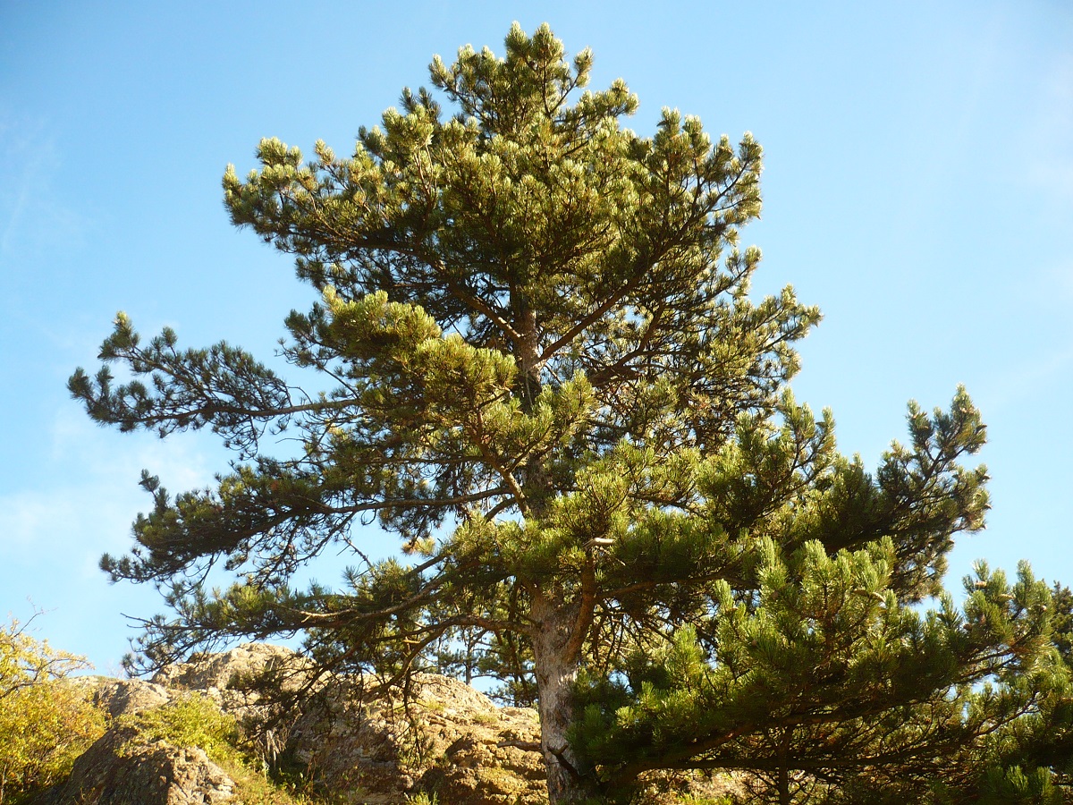 Pinus nigra subsp. nigra (Pinaceae)